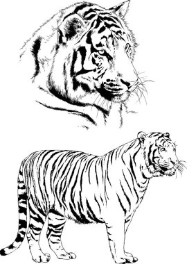 vektör çizimleri çizimler farklı yırtıcı hayvan, kaplan aslan çita ve leopar mürekkep el tarafından nesneleri arka plan ile çizilir