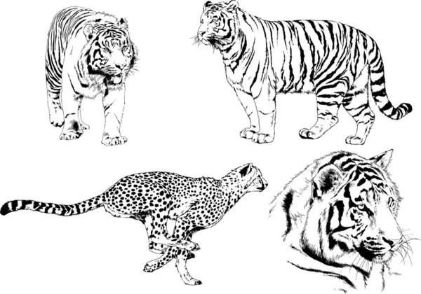 Serie Disegni Vettoriali Sul Tema Dei Predatori Tigri Sono Disegnati — Vettoriale Stock