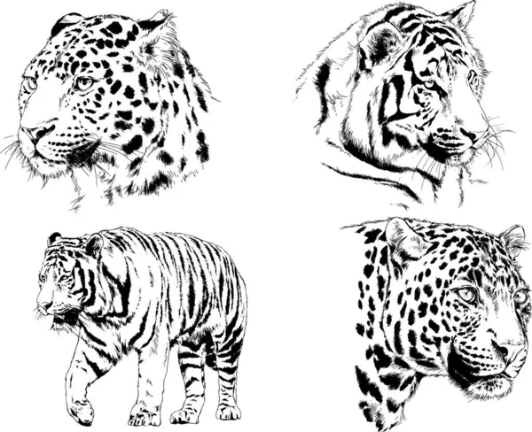 Conjunto Dibujos Vectoriales Sobre Tema Los Depredadores Tigres Dibujan Mano — Archivo Imágenes Vectoriales