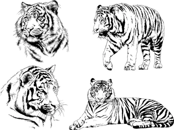 Dibujos Vectoriales Bocetos Diferentes Depredadores Tigres Leones Guepardos Leopardos Dibujan — Vector de stock