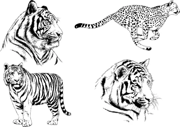 Dibujos Vectoriales Bocetos Diferentes Depredadores Tigres Leones Guepardos Leopardos Dibujan — Archivo Imágenes Vectoriales