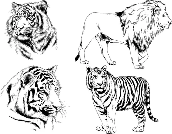 Vector Drawings Sketches Different Predator Tigers Lions Cheetahs Leopards Drawn — Stock Vector