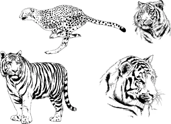 Dibujos Vectoriales Bocetos Diferentes Depredadores Tigres Leones Guepardos Leopardos Dibujan — Vector de stock