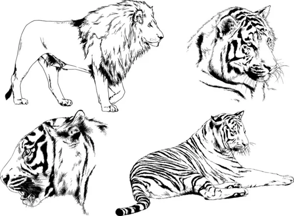 Vector Drawings Sketches Different Predator Tigers Lions Cheetahs Leopards Drawn — Stock Vector