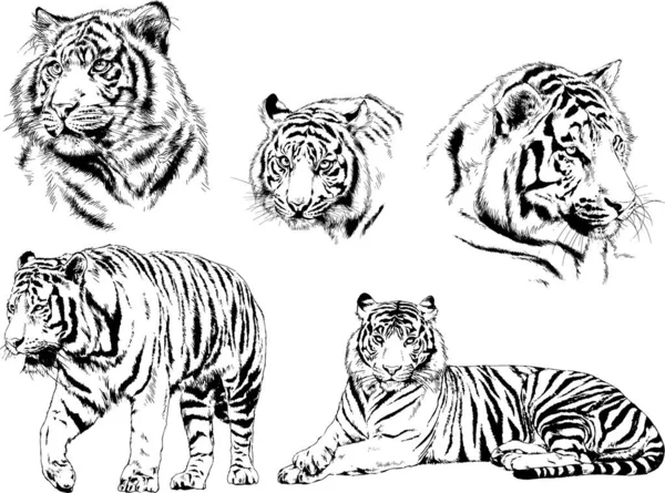 Dibujos Vectoriales Bocetos Diferentes Depredadores Tigres Leones Guepardos Leopardos Dibujan — Vector de stock