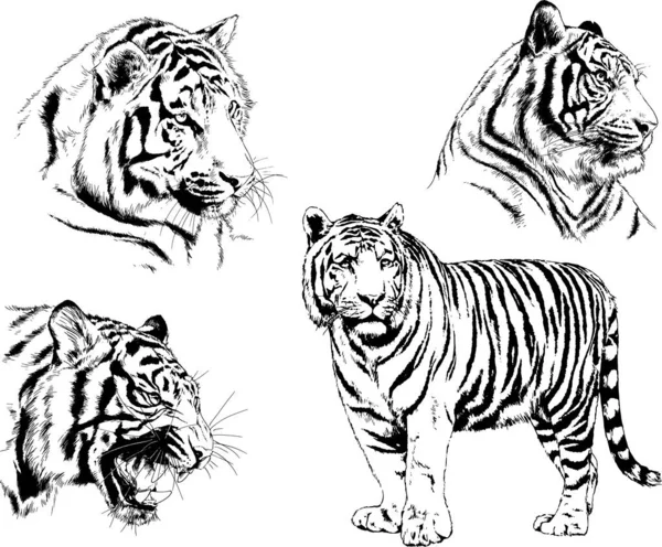 Vector Drawings Sketches Different Predator Tigers Lions Cheetahs Leopards Drawn — Stock Vector