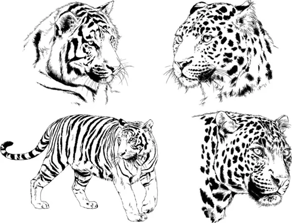 Dessins Vectoriels Esquisse Différents Prédateurs Tigres Lions Guépards Léopards Sont — Image vectorielle