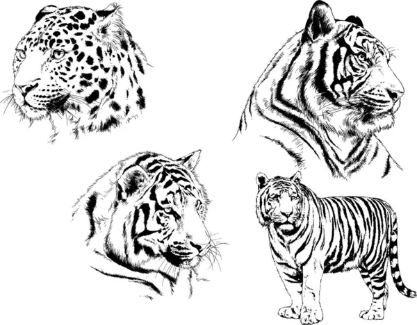 Dibujos Vectoriales Bocetos Diferentes Depredadores Tigres Leones Guepardos Leopardos Dibujan — Archivo Imágenes Vectoriales