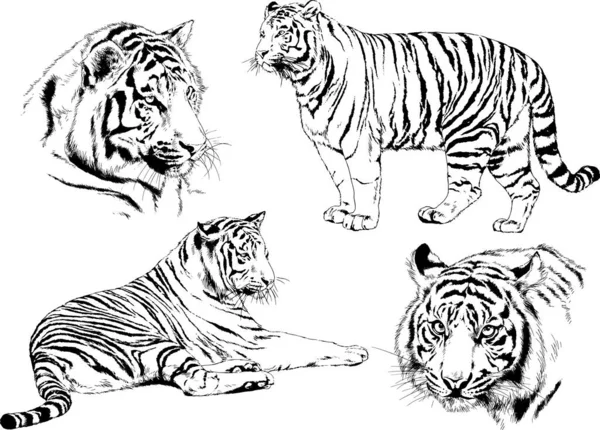 Vektorzeichnungen Skizzieren Verschiedene Raubtiere Tiger Löwen Geparden Und Leoparden Werden — Stockvektor