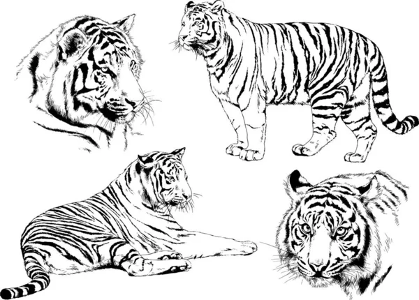 Dibujos Vectoriales Bocetos Diferentes Depredadores Tigres Leones Guepardos Leopardos Dibujan — Vector de stock