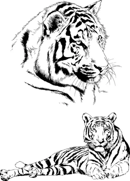 Dibujos Vectoriales Bocetos Diferentes Depredadores Tigres Leones Guepardos Leopardos Dibujan — Archivo Imágenes Vectoriales