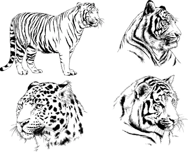 ベクトル図面スケッチ異なる捕食者 ライオン チーターとヒョウは手でインク 背景なしでオブジェクトに描画されます — ストックベクタ