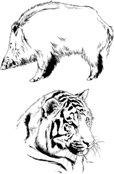 Dibujos Vectoriales Bocetos Diferentes Depredadores Tigres Leones Guepardos Leopardos Dibujan — Archivo Imágenes Vectoriales