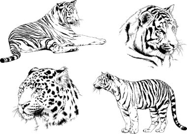 vektör çizimleri çizimler farklı yırtıcı hayvan, kaplan aslan çita ve leopar mürekkep el tarafından nesneleri arka plan ile çizilir