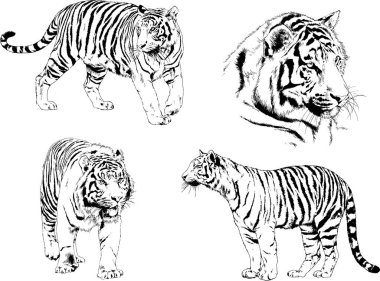 vektör çizimleri çizimler farklı yırtıcı hayvan, kaplan aslan çita ve leopar mürekkep el tarafından nesneleri arka plan ile çizilir