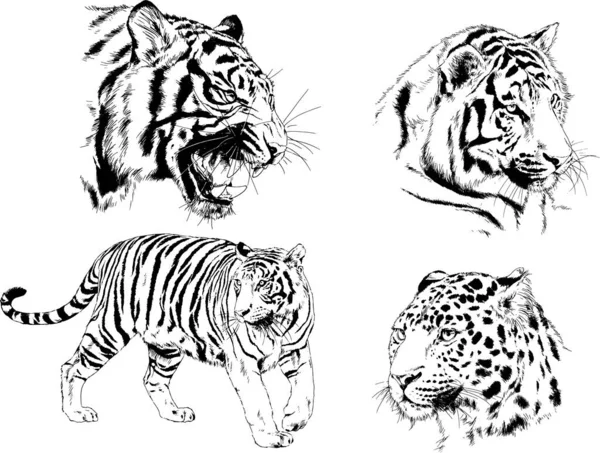 Gambar Vektor Sketsa Predator Yang Berbeda Harimau Singa Cheetah Dan - Stok Vektor