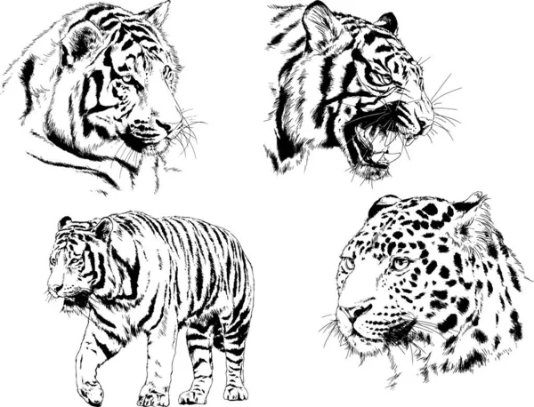 Desenhos Vetoriais Esboços Predador Diferente Leões Tigres Chitas Leopardos São —  Vetores de Stock