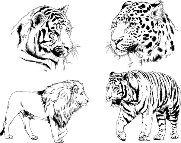 Vector Drawings Sketches Different Predator Tigers Lions Cheetahs Leopards Drawn — Stock Vector