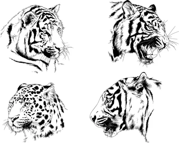 Vector Drawings Sketches Different Predator Tigers Lions Cheetahs Leopards Drawn — Stock Vector