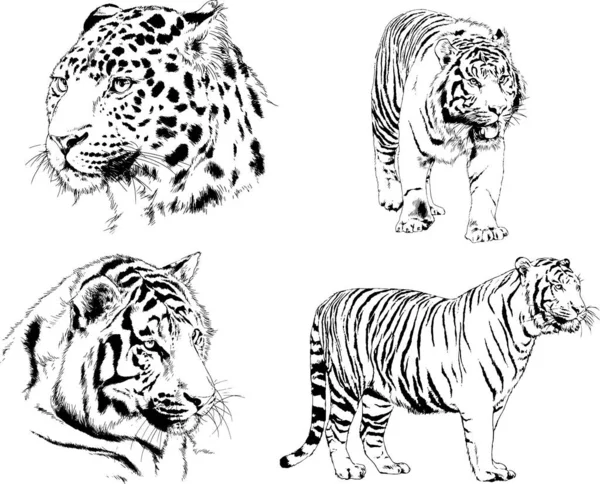 Dibujos Vectoriales Bocetos Diferentes Depredadores Tigres Leones Guepardos Leopardos Dibujan — Vector de stock