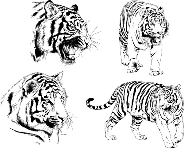 Dibujos Vectoriales Bocetos Diferentes Depredadores Tigres Leones Guepardos Leopardos Dibujan — Vector de stock