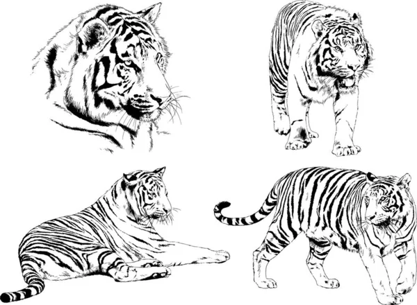 Vector Drawings Sketches Different Predator Tigers Lions Cheetahs Leopards Drawn — Stock Vector