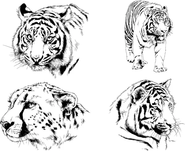 Set Vector Drawings Theme Predators Tigers Drawn Hand Ink Tattoo — Stock Vector