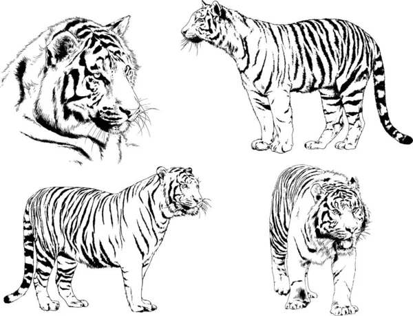 以食肉动物老虎为主题的一组矢量绘图用墨水纹身标识手绘 — 图库矢量图片