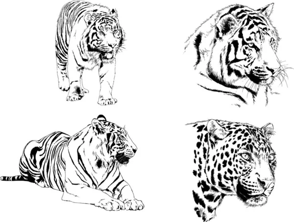Conjunto Desenhos Vetoriais Sobre Tema Tigres Predadores São Desenhados Mão — Vetor de Stock