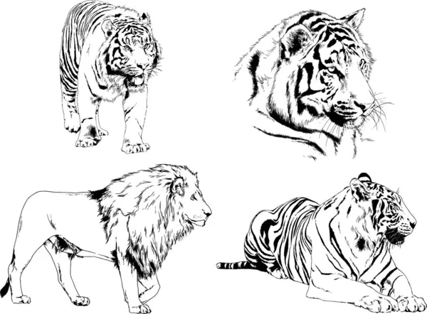 Conjunto Desenhos Vetoriais Sobre Tema Tigres Predadores São Desenhados Mão —  Vetores de Stock