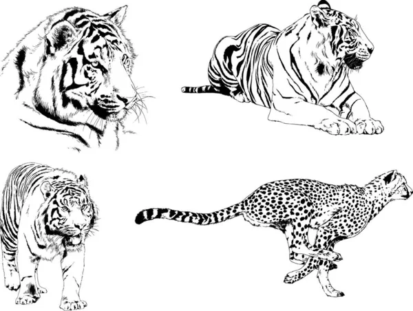 Serie Disegni Vettoriali Sul Tema Dei Predatori Tigri Sono Disegnati — Vettoriale Stock