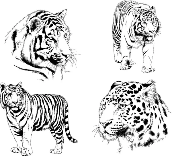 Set Vector Drawings Theme Predators Tigers Drawn Hand Ink Tattoo — Stock Vector