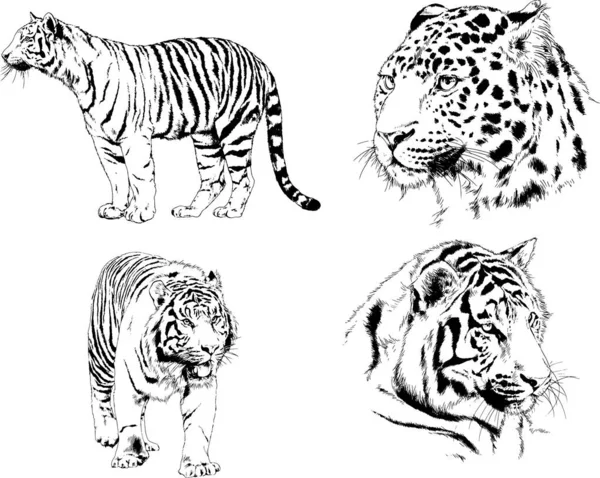 Set Vector Drawings Theme Predators Tigers Drawn Hand Ink Tattoo — Stock Vector