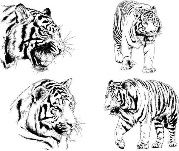 Conjunto Dibujos Vectoriales Sobre Tema Los Depredadores Tigres Dibujan Mano — Vector de stock