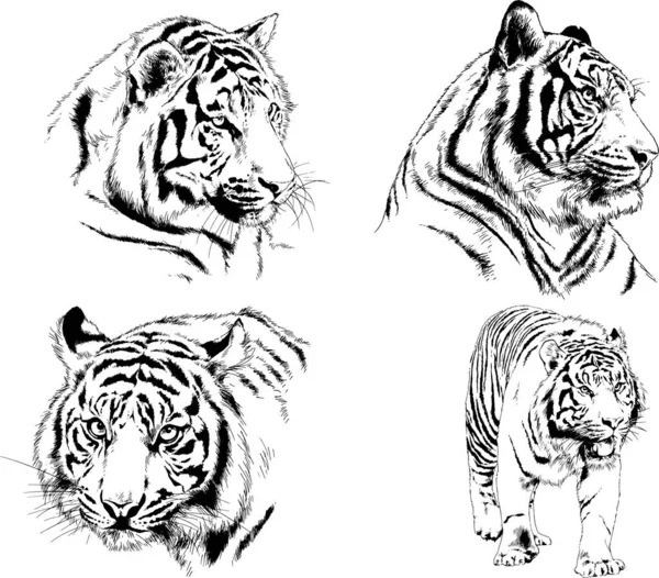 Conjunto Dibujos Vectoriales Sobre Tema Los Depredadores Tigres Dibujan Mano — Vector de stock