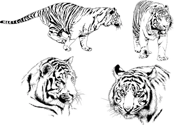 Conjunto Dibujos Vectoriales Sobre Tema Los Depredadores Tigres Dibujan Mano — Vector de stock