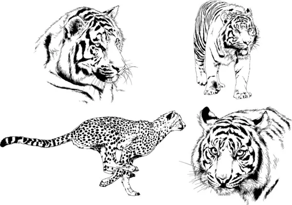 Set Vector Drawings Theme Predators Tigers Drawn Hand Ink Tattoo — Stock Vector