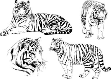 Yırtıcıların temasındaki vektör çizimleri mürekkep dövmeli logolarla elle çizilir.