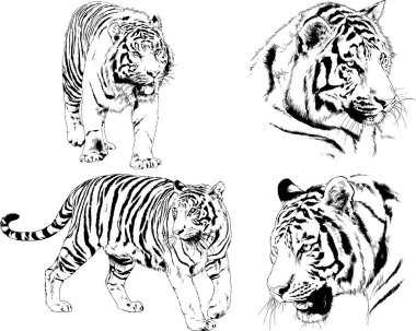 Yırtıcıların temasındaki vektör çizimleri mürekkep dövmeli logolarla elle çizilir.