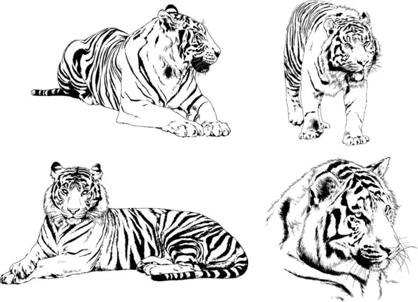 Conjunto Dibujos Vectoriales Sobre Tema Los Depredadores Tigres Dibujan Mano — Vector de stock