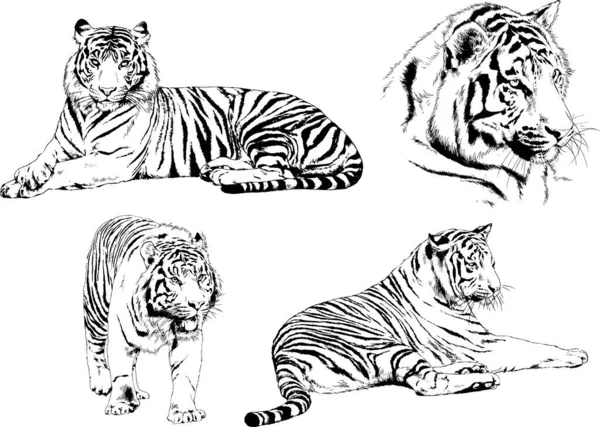 Conjunto Dibujos Vectoriales Sobre Tema Los Depredadores Tigres Dibujan Mano — Vector de stock