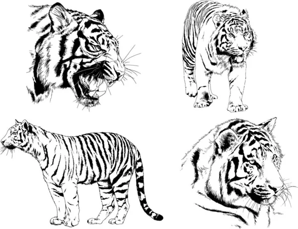 Conjunto Dibujos Vectoriales Sobre Tema Los Depredadores Tigres Dibujan Mano — Vector de stock