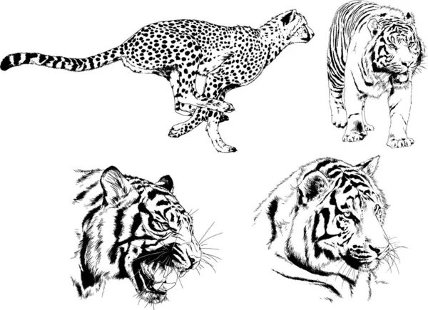 Set Vector Drawings Theme Predators Tigers Drawn Hand Ink Tattoo — Stock Vector