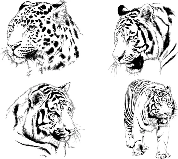 Conjunto Dibujos Vectoriales Sobre Tema Los Depredadores Tigres Dibujan Mano — Vector de stock