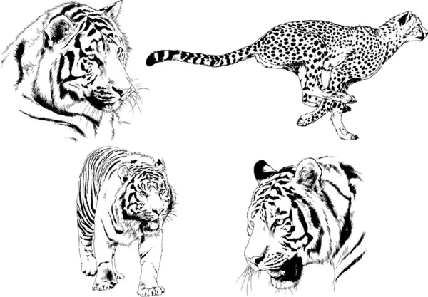 Ensemble Dessins Vectoriels Sur Thème Des Prédateurs Tigres Sont Dessinés — Image vectorielle