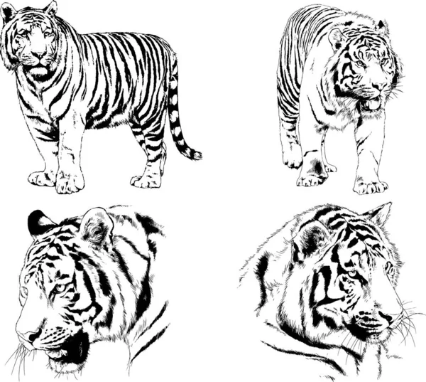 Set Vector Drawings Theme Predators Tigers Drawn Hand Ink Tattoo — Stock Vector