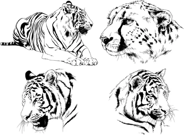 Conjunto Dibujos Vectoriales Sobre Tema Los Depredadores Tigres Dibujan Mano — Vector de stock