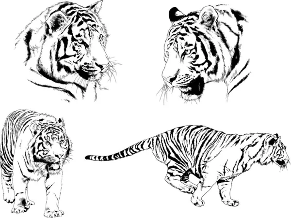 Set Vector Drawings Theme Predators Tigers Drawn Hand Ink Tattoo — Stock Vector