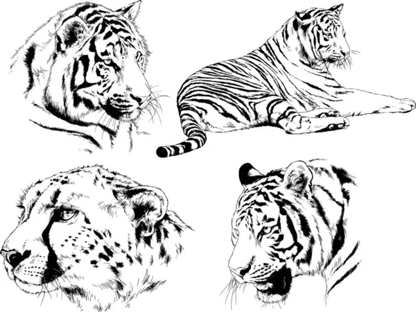 Conjunto Dibujos Vectoriales Sobre Tema Los Depredadores Tigres Dibujan Mano — Vector de stock