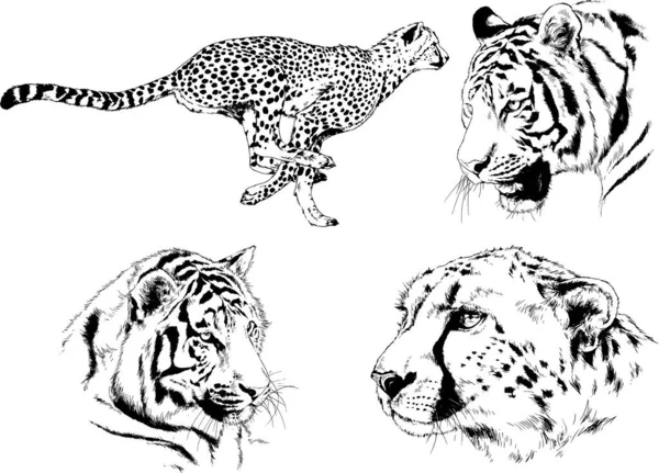 Set Vector Drawings Theme Predators Tigers Drawn Hand Ink Tattoo — Stock Vector